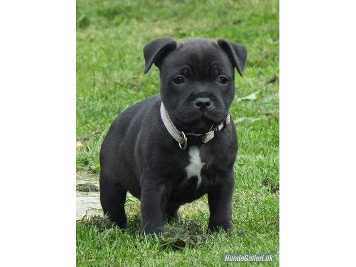 Staffordshire bull terrier Micka - 7 uger gammel  billede 1