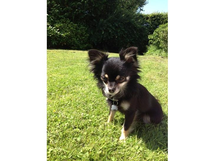 Chihuahua Tiny - Velkommen til Tiny's profil
Lig gerne en høj og en kommentar ;o) billede 1