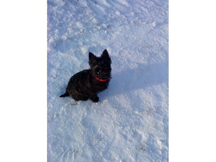 Cairn terrier Sille billede 1