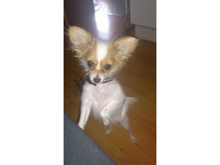 {{currentPhoto.altText}} billede {{currentPhoto.number}}