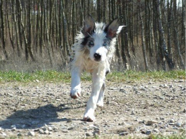 Border collie Catch billede 1