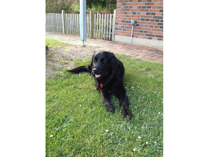 Flat coated retriever CHILI - Er jeg da ikke bare blevet en flot hund ?:-) billede 1