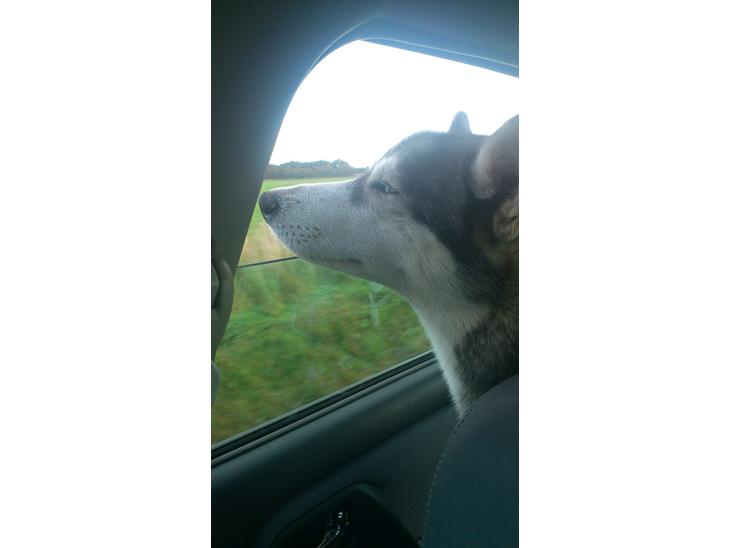 {{currentPhoto.altText}} billede {{currentPhoto.number}}