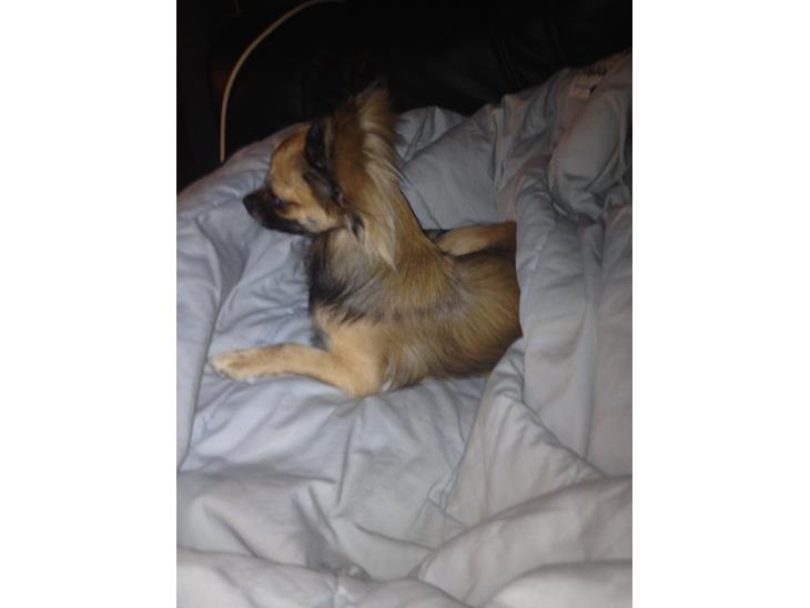 {{currentPhoto.altText}} billede {{currentPhoto.number}}