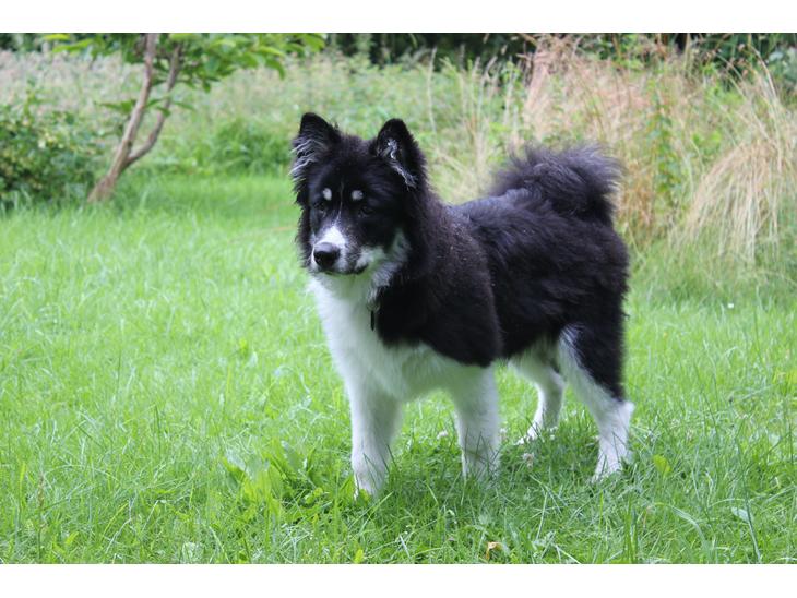 Blanding af racer Mester (Samojede/Islandsk Fårehund) - Her er Mester lige blevet færdig med at søge efter godbidder. billede 1