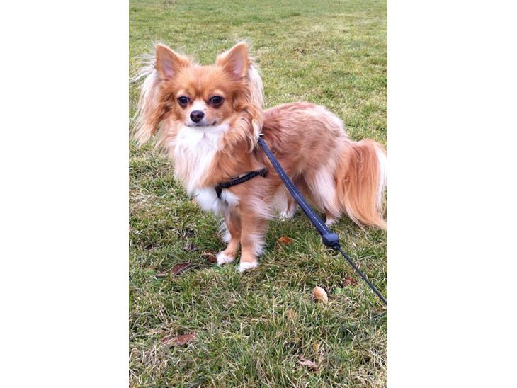 Chihuahua Simba billede 1