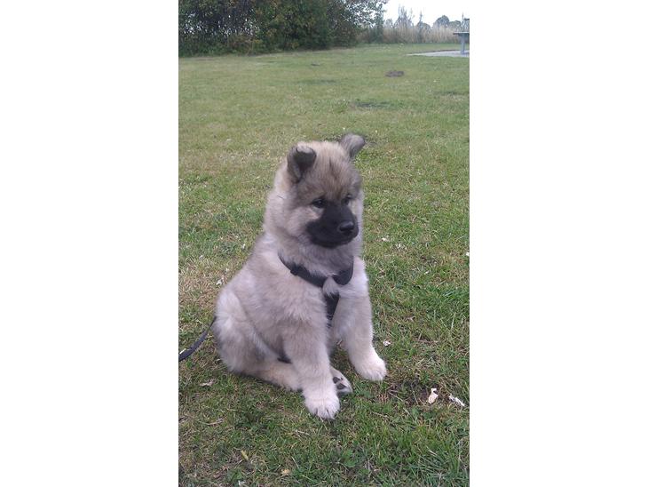 Eurasier Enzo billede 1
