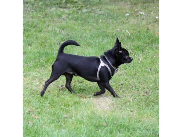 Chihuahua BARON NEMO billede 1