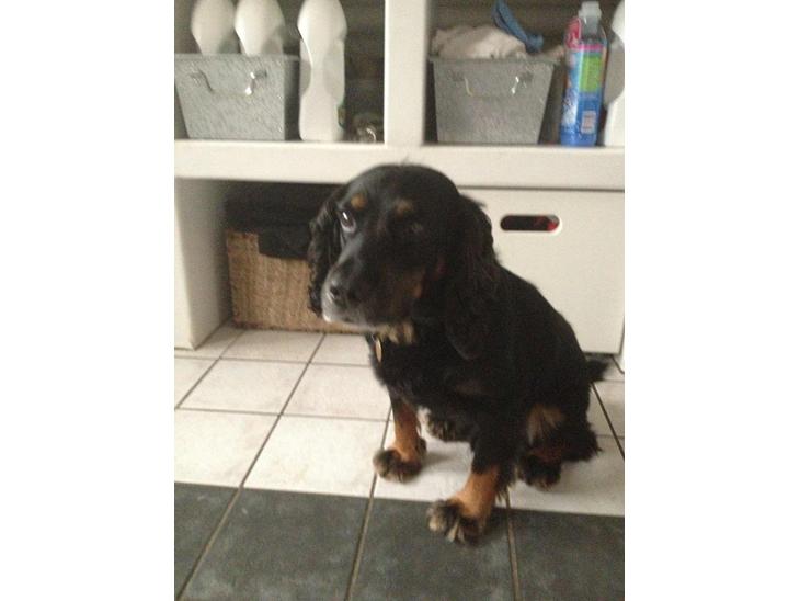 {{currentPhoto.altText}} billede {{currentPhoto.number}}