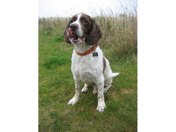 Engelsk springer spaniel Oscar  31.01.1999 - 08.02.2013 - 6. okt. 2012 billede 1