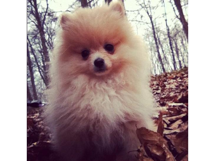 Pomeranian Shenna - Shenna på skovtur billede 1