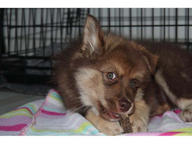 Finsk lapphund Coco - Coco får BARF kost og ligger og nyder en hals billede 1