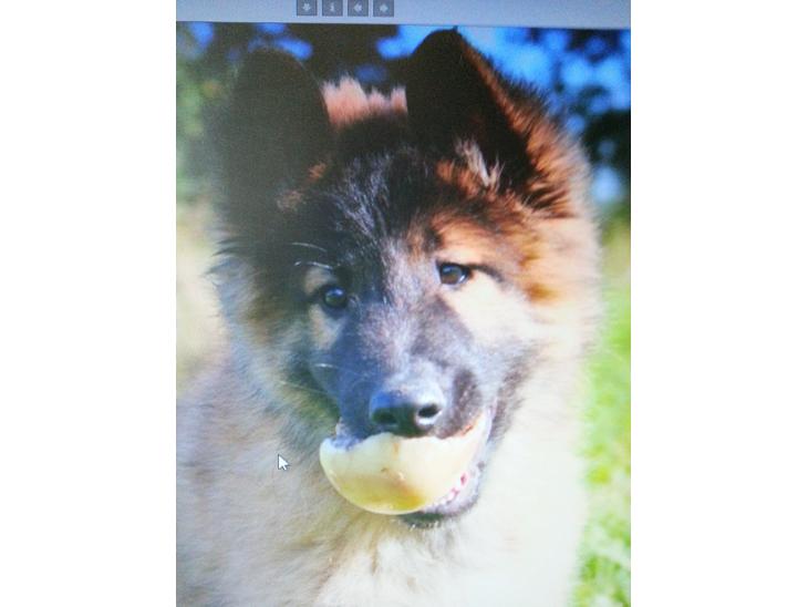 Tervueren Monty billede 1