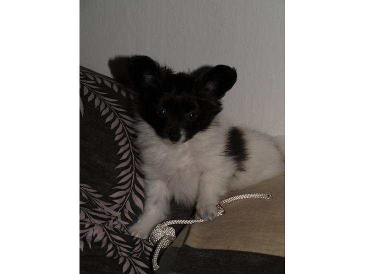 {{currentPhoto.altText}} billede {{currentPhoto.number}}