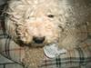 Bichon à poil frisé Victor DØD