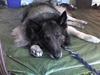 Belgisk hyrdehund Baloo