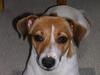 Jack russell terrier Idefex