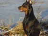 Dobermann ROCKY