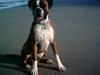 Boxer Tyson