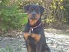 Rottweiler Tulle Larsen
