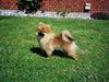Pomeranian Uno