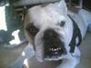 Engelsk bulldog Alice
