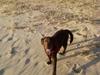 Labrador retriever Zenta
