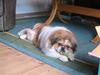 Pekingeser Danger - Savner dig!! 2004 - 2010 [ Himmelhund]