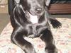 Labrador retriever formel 1 A&H Maggie