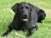 Labrador retriever Molly ***Solgt***