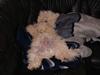 Bichon à poil frisé Nicky, Bor hos svigermor