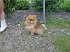 Pomeranian Steen ( Død 10/6-05 ) [ Himmelhund]