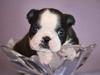 Boston terrier Please, Don`t Tease