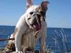 Engelsk bulldog Diva
