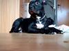 Amerikansk staffordshire terrier zizka "bubs" 