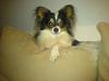Papillon Arthur