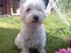 West highland white terrier Luna