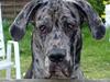 Grand danois Battie von Smedegyden R.I.P 2504-2014 [ Himmelhund]