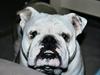 Engelsk bulldog Alfred