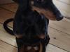 Dobermann Cila
