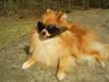 Pomeranian Tops'y Pax - R.I.P. [ Himmelhund]