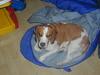 Beagle victor {I Hundehimlen} [ Himmelhund]