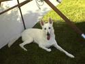 Hvid Schweizisk Hyrdehund charli