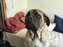 Mastiff Gerda