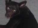 Australsk kelpie Pomba
