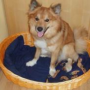 Islandsk fårehund Garpur