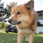 Islandsk fårehund Garpur