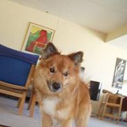 Islandsk fårehund Garpur