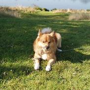 Islandsk fårehund Garpur