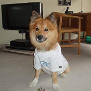 Islandsk fårehund Garpur